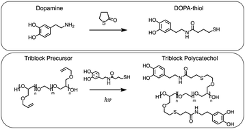 Graphical abstract: Modular synthesis and facile network formation of catechol functionalized triblock copolymers