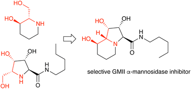 Graphical abstract: Structure-guided design of C3-branched swainsonine as potent and selective human Golgi α-mannosidase (GMII) inhibitor