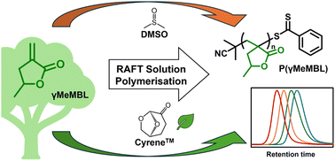Graphical abstract: RAFT solution polymerisation of bio-based γ-methyl-α-methylene-γ-butyrolactone monomer in DMSO and Cyrene