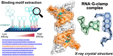 Graphical abstract: Crystallographic analysis of G-clamp–RNA complex assisted by large scale RNA-binding profile