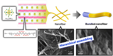 Graphical abstract: Charge-dependent hierarchical self-assembling of fluorinated gold nanoclusters
