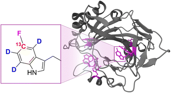 Graphical abstract: The synthesis of specifically isotope labelled fluorotryptophan and its use in mammalian cell-based protein expression for 19F-NMR applications