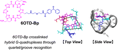 Graphical abstract: Topology-selective photo-crosslinking of G-quadruplexes via dual G-quartet and groove recognition
