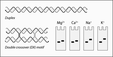 Graphical abstract: Differential electrophoretic mobility of synthetic DNA motifs and duplex DNA in various counter ions