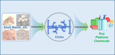 Graphical abstract: Catalytic conversion of chitin biomass into key platform chemicals
