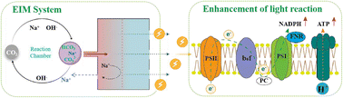 Graphical abstract: The electrochemical ion membrane system (EIMs) enhanced light reactions of photosynthesis with intermittent electrical stimulation