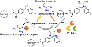 Graphical abstract: Mild boroxazolidone formation and dissociation: application toward target identification of bioactive molecules