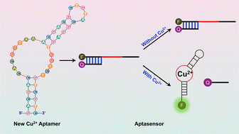 Graphical abstract: A high affinity and selective DNA aptamer for copper ions