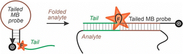 Graphical abstract: Tailed molecular beacon probes: an approach for the detection of structured DNA and RNA analytes