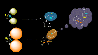 Graphical abstract: Regioselective N1-ribosylation of hydantoin: synthesis and properties of the first contracted uridine analog