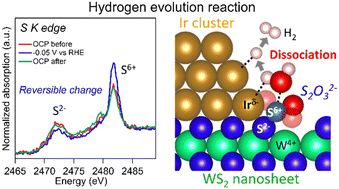 Graphical abstract: Thiosulfate species promoting hydrogen evolution reaction at the heterointerface of Ir clusters-loaded WS2 nanosheets