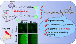 Graphical abstract: Diselenides as novel effective fluorescence quenchers to construct a two-photon fluorescent probe for thiols in a mouse stroke model