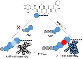 Graphical abstract: Kinetically trapped self-assembly in synthetic nucleopeptides and nucleotides