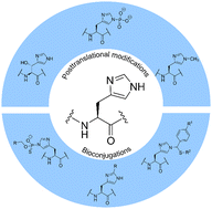 Graphical abstract: Chemical tools for probing histidine modifications