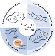 Graphical abstract: Phenylboronic acid-modified nanoparticles for cancer treatment