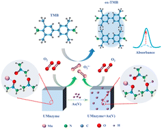 Graphical abstract: Construction of a novel cuboid-shape Mn-Urea nanozyme with arsenic(v)-enhanced oxidase-like activity as a colorimetric probe for the selective detection of inorganic arsenic