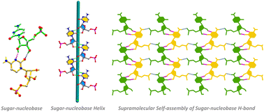 Graphical abstract: Sugar–nucleobase hydrogen bonding in cytidine 5′-monophosphate nucleotide-cadmium coordination complexes