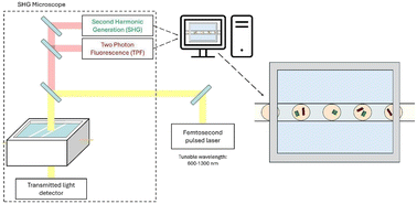 Graphical abstract: The benefit of coupling droplet microfluidics and multiphoton optical microscopy to study the crystallization of polymorphic substances: a case study with ortho-aminobenzoic acid