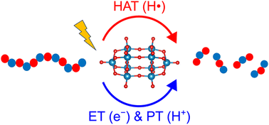 Graphical abstract: A density functional study of the photocatalytic degradation of polycaprolactone by the decatungstate anion in acetonitrile solution
