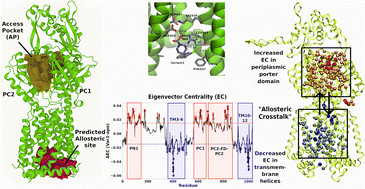 Graphical abstract: Exploring transmembrane allostery in the MexB: DB08385 variant as a promising inhibitor-like candidate against Pseudomonas aeruginosa antibiotic resistance: a computational study