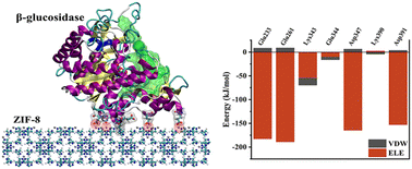 Graphical abstract: Unraveling the orientation of an enzyme adsorbed onto a metal–organic framework