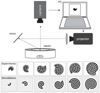 Graphical abstract: Turing patterns on rotating spiral growing domains