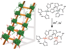 Graphical abstract: Proton-coupled electron transfer at a mis-metalated zinc site detected with protein charge ladders