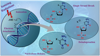 Graphical abstract: Dissociative electron attachment to halogenated nucleotides: a quest for better radiosensitizers