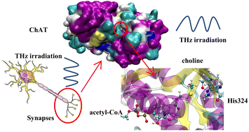 Graphical abstract: Influence of terahertz waves on the binding of choline to choline acetyltransferase: insights from molecular dynamics simulations