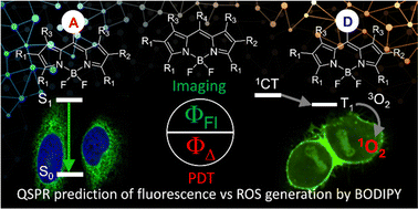 Graphical abstract: Predicting fluorescence to singlet oxygen generation quantum yield ratio for BODIPY dyes using QSPR and machine learning