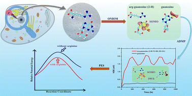 Graphical abstract: Mechanistic insights into the electron attachment process to guanosine in the presence of arginine