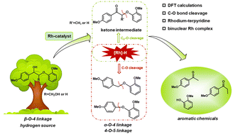 Graphical abstract: Redox-neutral depolymerization of lignin-derived aryl ethers catalyzed by Rh(iii)-complexes: a mechanistic insight