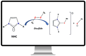 Graphical abstract: In silico investigation on the separation of disulfide bonds by N-heterocyclic carbene