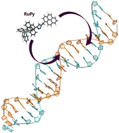 Graphical abstract: Binding modes of a flexible ruthenium polypyridyl complex to DNA