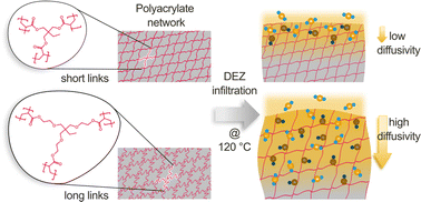 Graphical abstract: Effects of polymer network flexibility on the kinetics of DEZ vapor phase infiltration into photo-polymerized polyacrylates