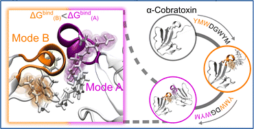 Graphical abstract: Computational insight into the peptide-based inhibition of α-cobratoxin