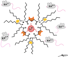Graphical abstract: Evaluation of the Arrhenius behavior of n-dodecane radical cation (RH˙+) reactivity with lanthanide ion-complexed N,N,N′,N′-tetraoctyl diglycolamide (TODGA)