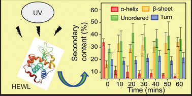 Graphical abstract: Oxidative stress via UVC irradiation on the structural rearrangement of hen egg white lysozyme