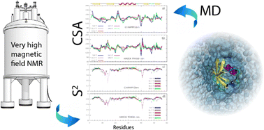 Graphical abstract: Molecular dynamics as an efficient process to predict 15N chemical shift anisotropy at very high NMR magnetic fields