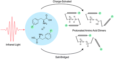 Graphical abstract: The impact of side-chain fluorination on proton-bound phenylalanine dimers: a cryogenic infrared spectroscopic study