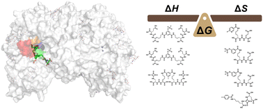 Graphical abstract: Balancing enthalpy and entropy in inhibitor binding to the prostate-specific membrane antigen (PSMA)