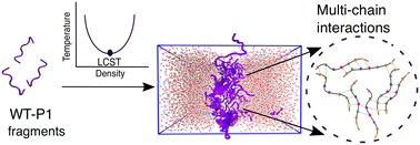 Graphical abstract: Insight into the thermo-responsive phase behavior of the P1 domain of α-synuclein using atomistic simulations