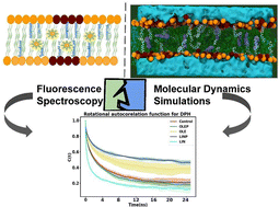 Graphical abstract: Anomalous membrane organization by omega-6 and omega-9 fatty acids