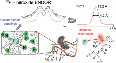 Graphical abstract: Frequency and time domain 19F ENDOR spectroscopy: role of nuclear dipolar couplings to determine distance distributions