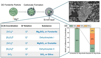 Graphical abstract: Evolution of silicate coordination in architected amorphous and crystalline magnesium silicates during carbon mineralization
