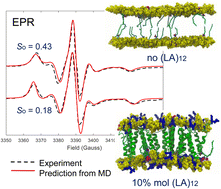 Graphical abstract: Predicting and interpreting EPR spectra of POPC lipid bilayers with transmembrane α-helical peptides from all-atom molecular dynamics simulations