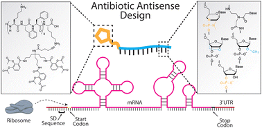 Graphical abstract: Chemical strategies for antisense antibiotics