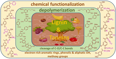 Graphical abstract: Chemistry of lignin and condensed tannins as aromatic biopolymers