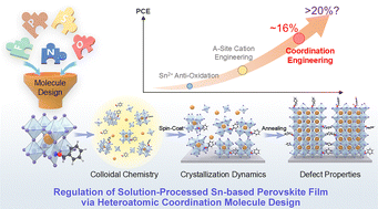 Graphical abstract: Heteroatomic molecules for coordination engineering towards advanced Pb-free Sn-based perovskite photovoltaics