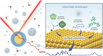 Graphical abstract: A surface chemistry perspective on SERS: revisiting the basics to push the field forward
